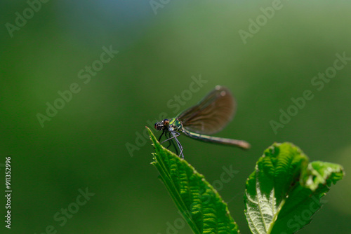 Libellule demoiselle