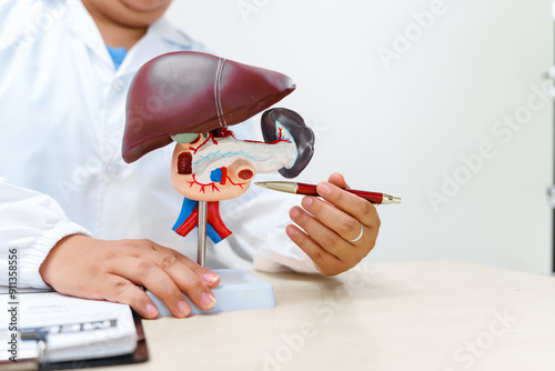 A liver doctor examines a model of the liver, focusing on diseases such as hepatitis, cirrhosis, and cancer, to explain diagnosis and treatment options to patients in a clinical setting. photo