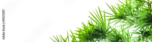 A cut-out of bamboo top leaves on a white background with clipping paths for card making.