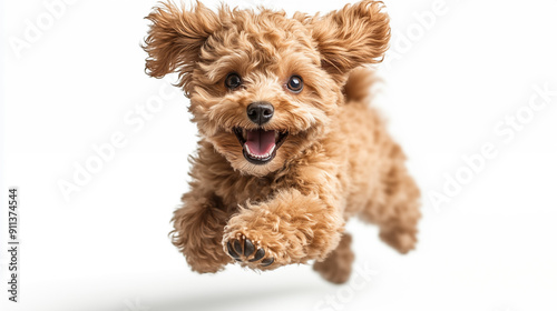 Cute poodle dog jumping isolated on white background, studio shot