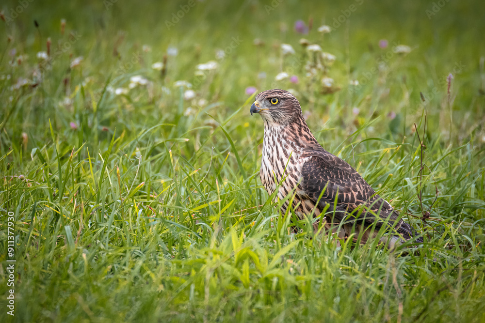 A young Eurasian goshawk stands on the ground in the green grass towards the camera lens on a cloudy summer day. A young Eurasian goshawk stands on the ground in the green grass towards the camera lens on a cloudy summer day.