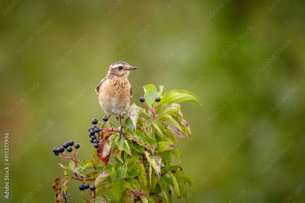 A female common whinchat sits atop the green bush toward the camera lens on a cloudy summer day with a green background. A female common whinchat sits atop the green bush toward the camera lens on a cloudy summer day with a green background.