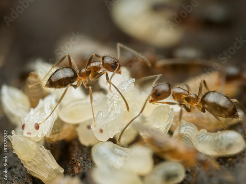 Tableau sur toile ants on a pile of larvae