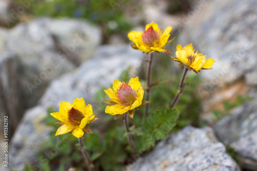 yellow flowers - Wild flowers in Alps photo