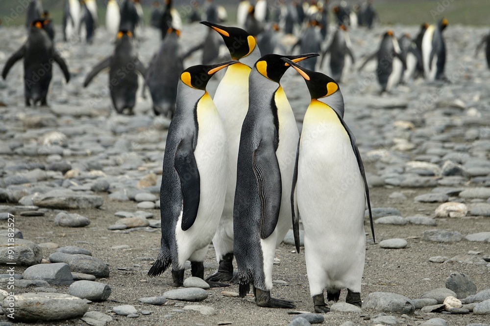 Obraz premium Four King Penguins on Beach