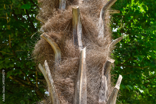 Close-up of the hairy brown bark of a palm tree with the scale-like remains of old leaves in the village of Cornac Lot Occitanie in Southern France in summer photo