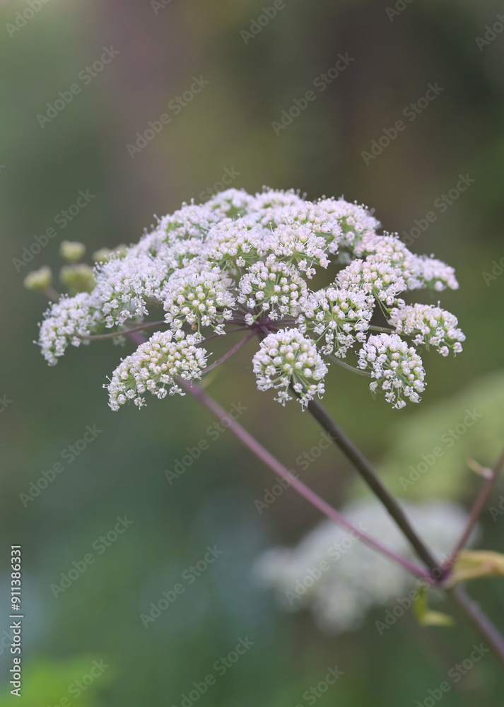Beautiful close-up of anthriscus sylvestris Beautiful close-up of anthriscus sylvestris