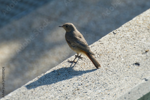 Black Redstart (Phoenicurus ochruros) sitting on a stone railing in Rougemont, Switzerland photo