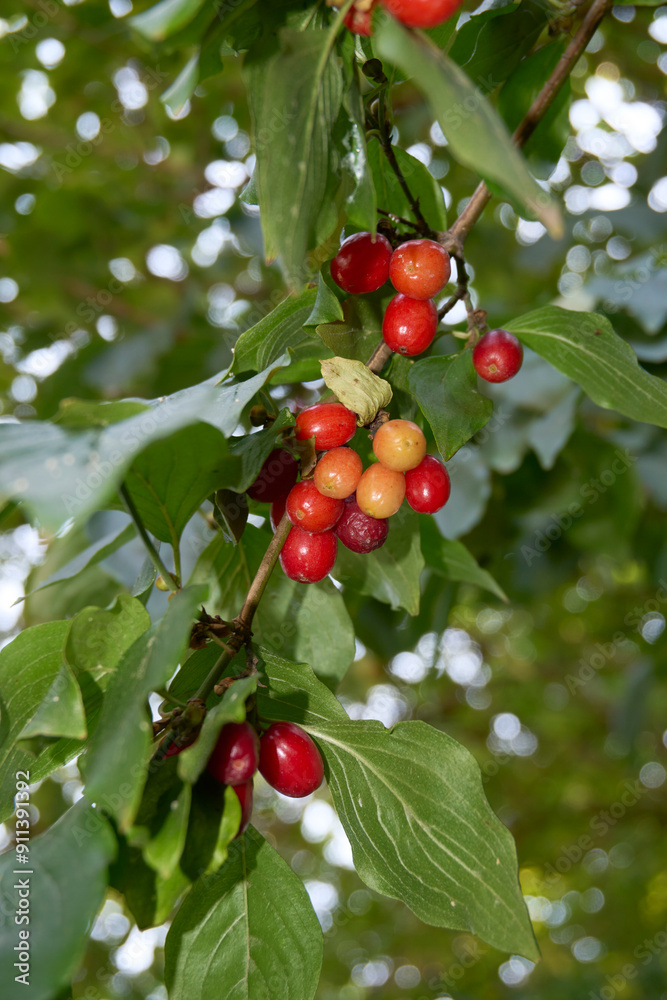 ripe fruits of Cornus mas shrub ripe fruits of Cornus mas shrub