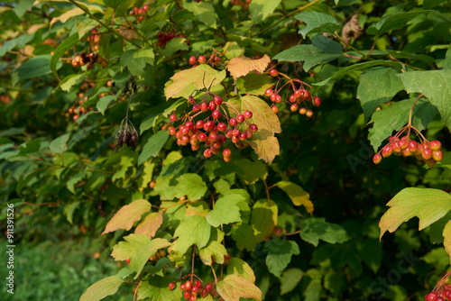 Viburnum opulus shrub close up photo