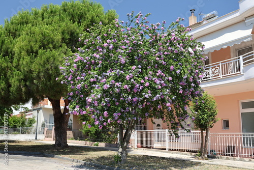Hibiscus syriacus Hamabo in flower in Greece.