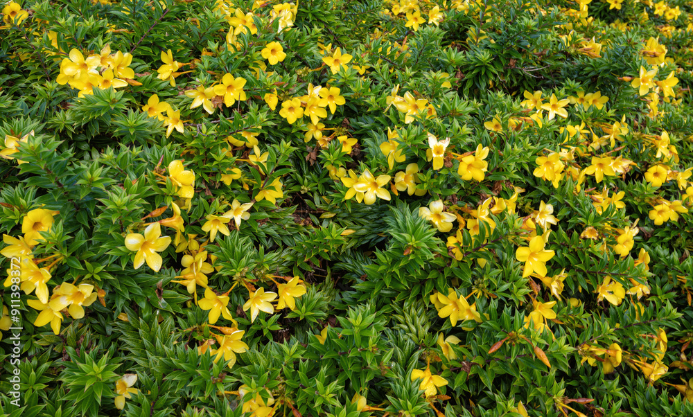 Background of Yellow Poppies Against a Green Leaf Backdrop. Background of Yellow Poppies Against a Green Leaf Backdrop.