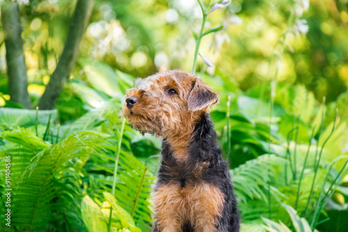 small curly dog ​​welsh terrier airedale terrier puppy posing in a park in summer with green grass