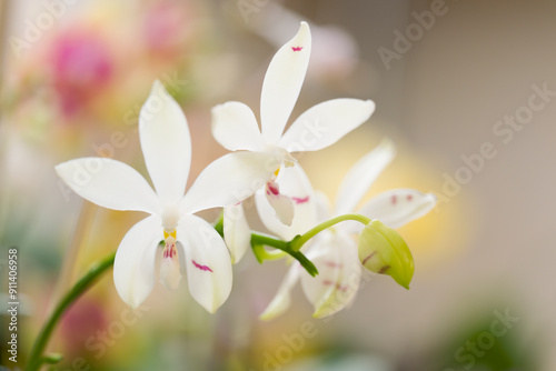 Phalaenopsis Orchid tetraspis 'Fire' photo