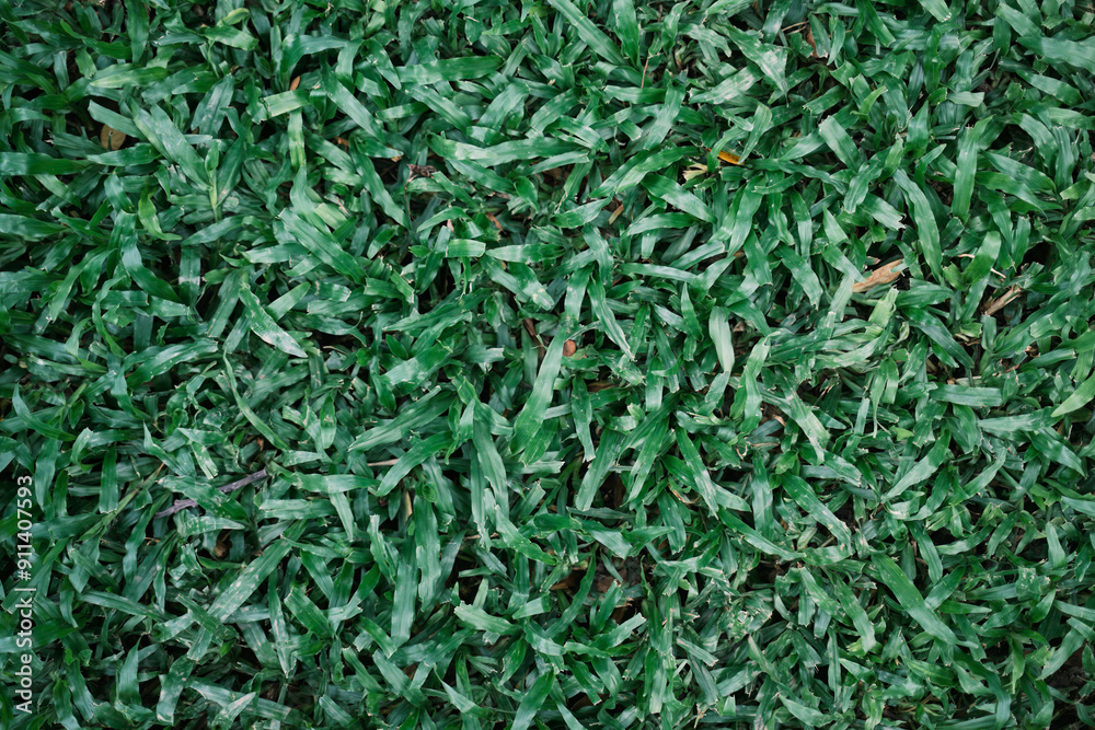 Lush green leaves lawn growth is well maintained Lush green leaves lawn growth is well maintained