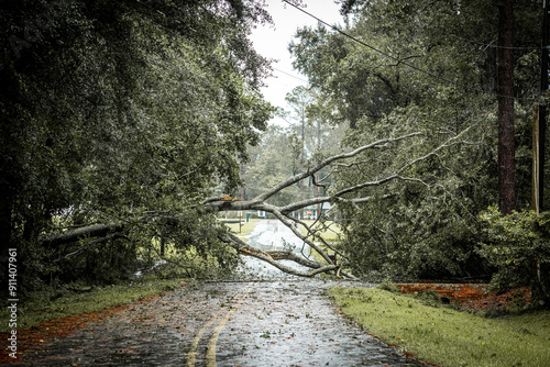 Hurricane damage to a tree on Georgia neighborhood street. Fallen down big tree after tropical storm winds