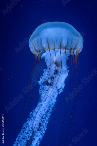 jellyfish rising in the deep blue sea