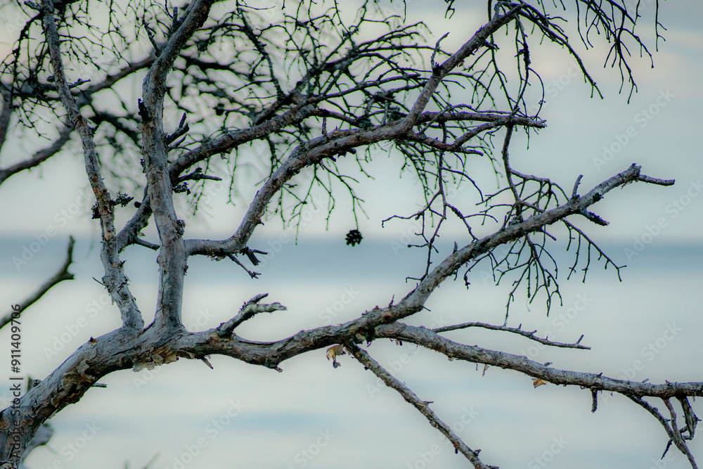 Interesting photo. A branch against the sea. Interesting photo. A branch against the sea.