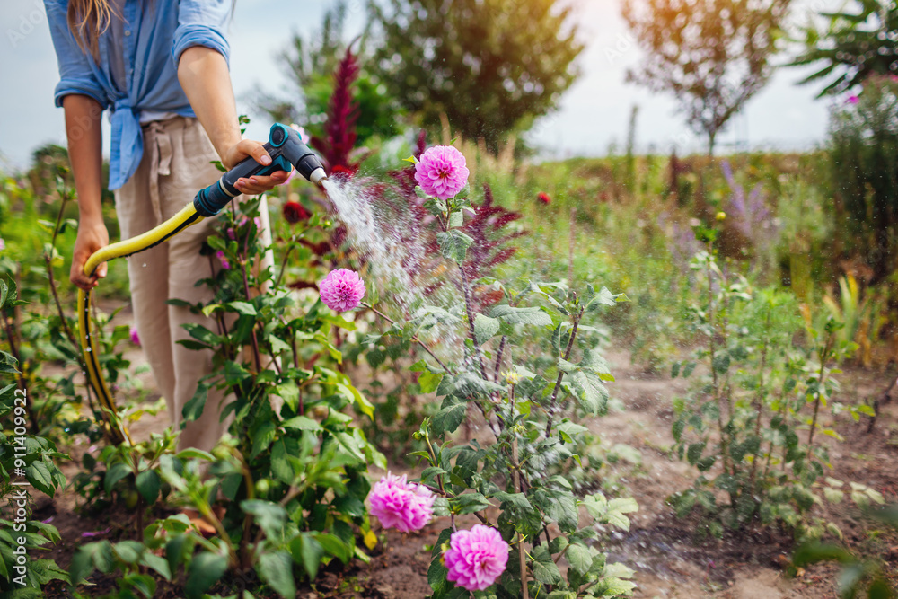Obraz premium Woman gardener watering dahlias with hose pipe in summer garden. Taking care of flowers on plant nursery. Business owner