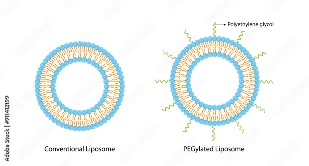 Conventional liposome and PEGylated Liposome, with Polyethylene glycol