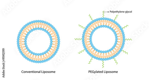 Conventional liposome and PEGylated Liposome, with Polyethylene glycol, hydrophilic head and hydrophobic tail. Phospholipids, Drug encapsulation. Vector illustration.