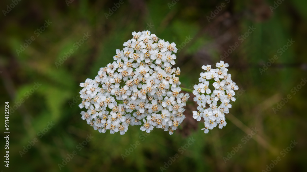 Blossomed Yarrow Flowers Against a Blurry Background. Blossomed Yarrow Flowers Against a Blurry Background.