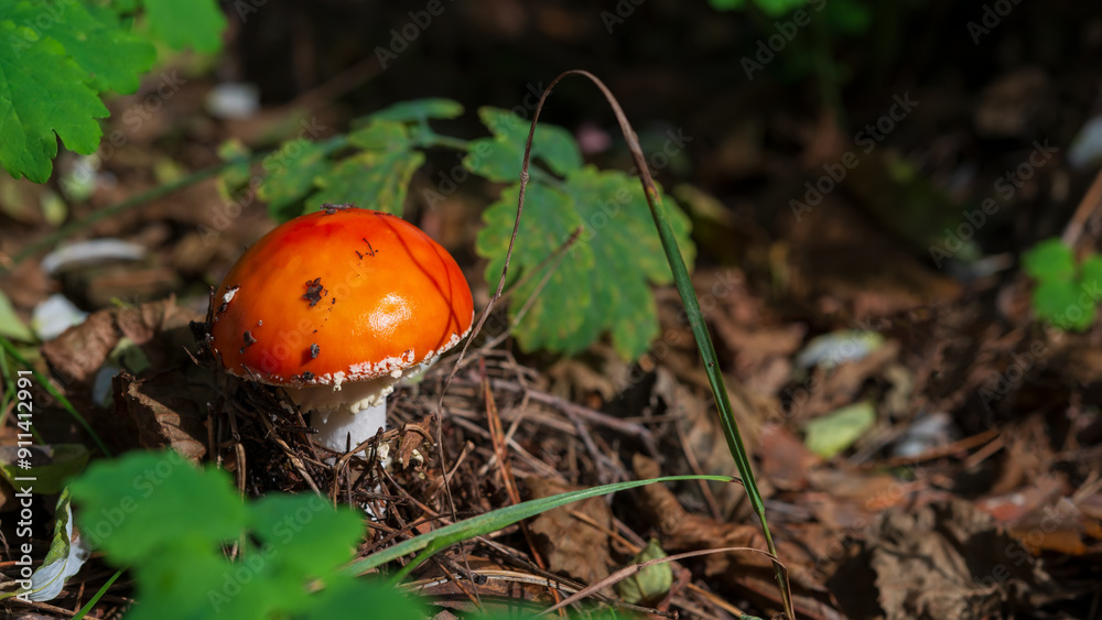 One mushroom flyer against the backdrop of fallen foliage. One mushroom flyer against the backdrop of fallen foliage.