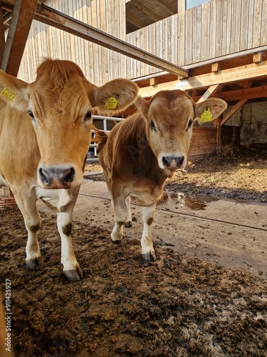 Kühe: Murbodner Rind im Stall