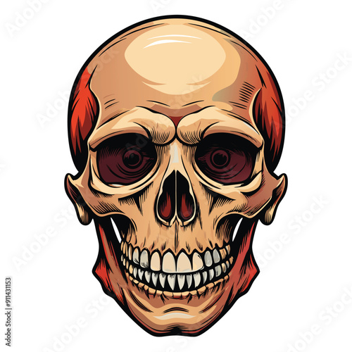 Realistic human skull Illustration isolated on solid background. Realistic Human skull vector.