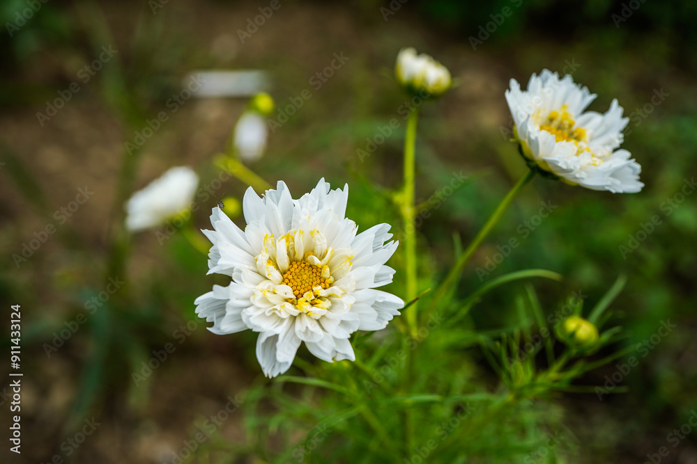 Multi layer white cosmos flowers blooming in a countryside field. Multi layer white cosmos flowers blooming in a countryside field.