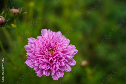 Puffy, multi-layer, pink cosmos flowers growing in a field.