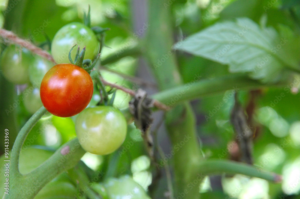 cherry tomatoes hang on a branch. Green, red tomatoes ripen in a vegetable garden on a farm on a summer day. Autumn harvest. cherry tomatoes hang on a branch. Green, red tomatoes ripen in a vegetable garden on a farm on a summer day. Autumn harvest.