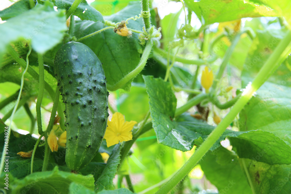 Fresh green young cucumber growing on a branch among green foliage in a vegetable garden on a farm Fresh green young cucumber growing on a branch among green foliage in a vegetable garden on a farm