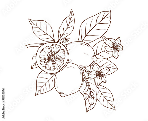 Lemon fruit line art. Slice of citrus orange branch sketch. Hand drawn limes doodle. Vector illustration in black outline style