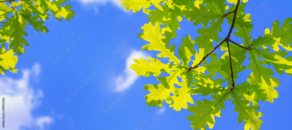 Spring landscape, banner - view of the oak leaves on the branch in the deciduous forest on a sunny day against the sky, close-up with space for text Spring landscape, banner - view of the oak leaves on the branch in the deciduous forest on a sunny day against the sky, close-up with space for text