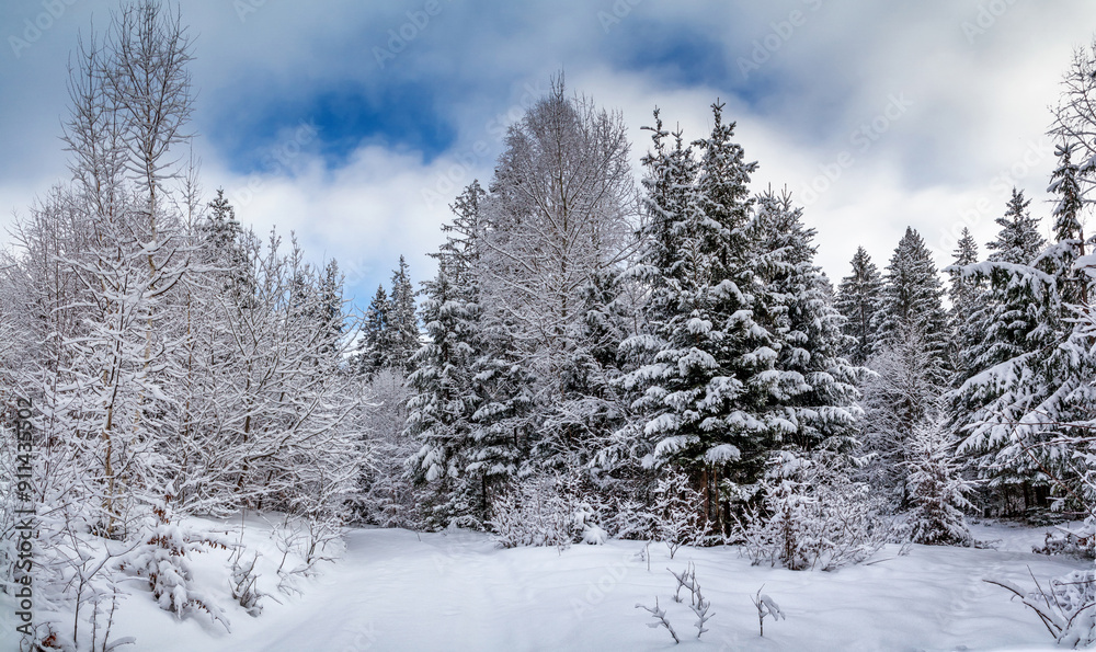 Rural winter landscape - view of the snowy pine forest in the mountains Rural winter landscape - view of the snowy pine forest in the mountains