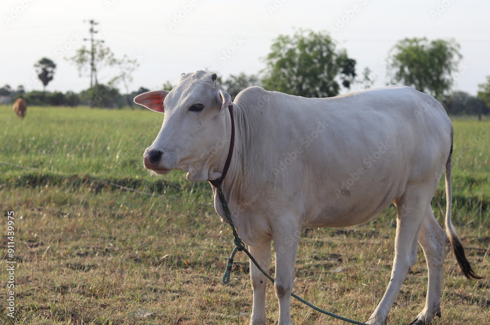A beautiful white cow is posing in front of the camera. A beautiful white cow is posing in front of the camera.