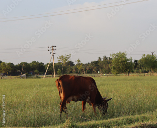 A scene of an Indian red cow grazing in a field.