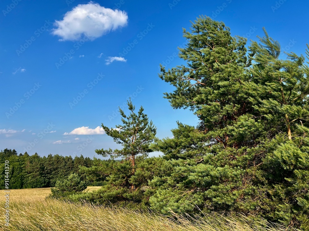 Summer landscape with meadow, blue sky, tall grass and forest in the background in Ukraine Summer landscape with meadow, blue sky, tall grass and forest in the background in Ukraine