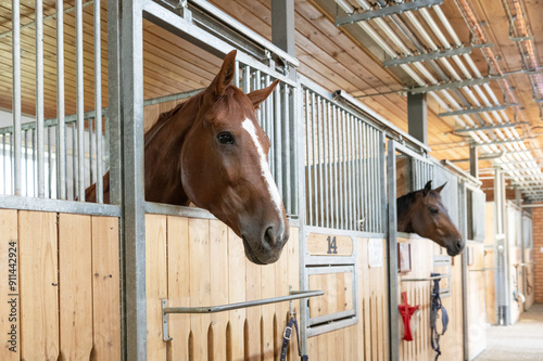 Horse standing in a stall in the modern stable.
