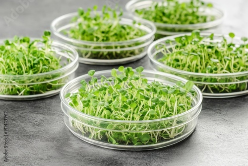 Fresh Microgreens in Transparent Bowls on Gray Surface - Healthy Vegan Food Trend