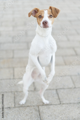 stock photo of a jack russel terrier dog, vertical with out of focus background