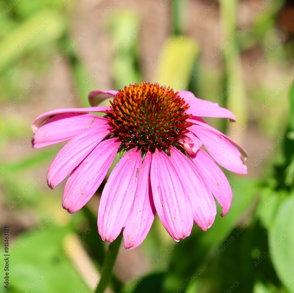 A close view of the pink coneflower in the garden. A close view of the pink coneflower in the garden.