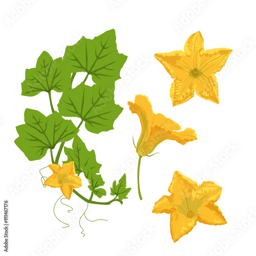 Bud of pumpkin plant, with an open flower isolated on white background. Hand drawn simple flat vector pumpkin blossom.