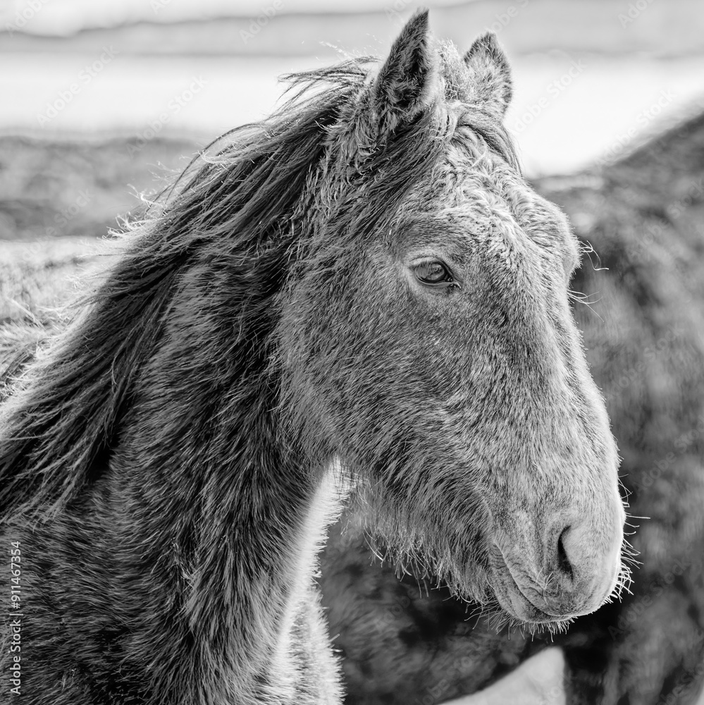 A horse with a dirty face and long hair. The horse is looking at the camera. The image has a moody and somewhat somber feel to it. A horse with a dirty face and long hair. The horse is looking at the camera. The image has a moody and somewhat somber feel to it.