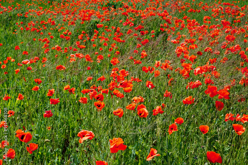 Fototapeta premium Poppies are scattered densely across the grassy field.