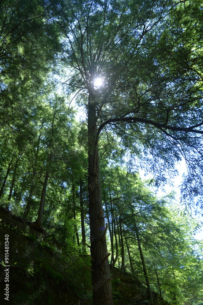 Obraz premium sun shining through the trees