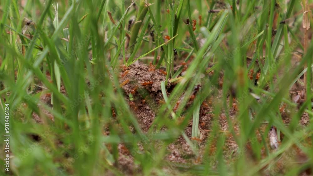 Close-up from flying ants leaving their nests for the nuptial flight Close-up from flying ants leaving their nests for the nuptial flight