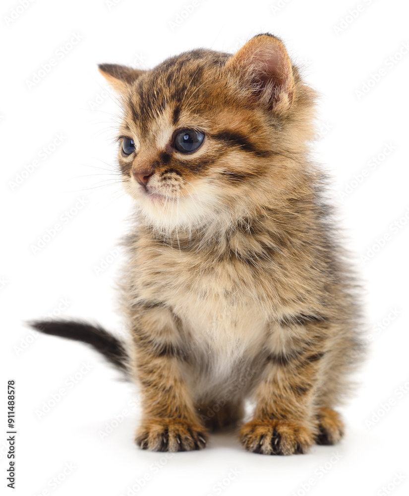 Obraz premium Kitten on white background.