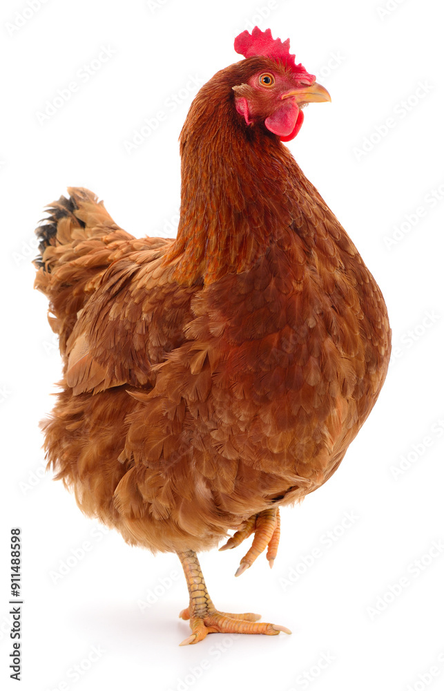 Fototapeta premium Brown hen isolated.